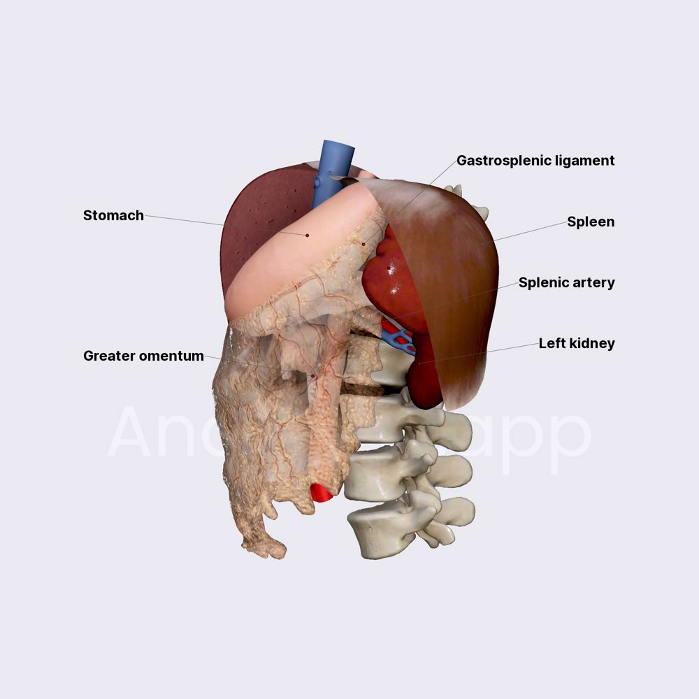Anatomical diagram of the spleen and stomach
